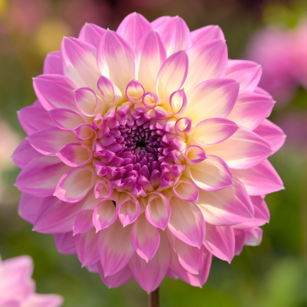 FLOR DE DALIA PARA EL JARDÍN.