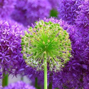 Imagen de una flor verde sobre fondo morado
