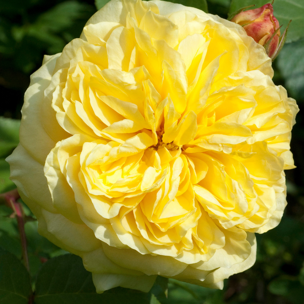 ROSA INGLESA EN COLOR AMARILLO