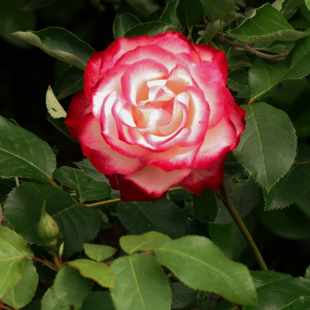 ROSA HIBRIDA DE TE BICOLOR