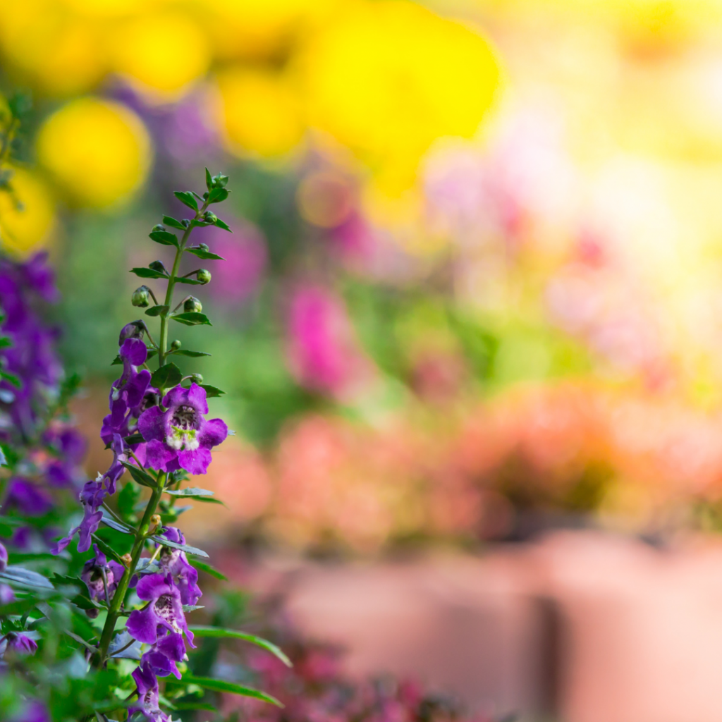 Flores en un jardín